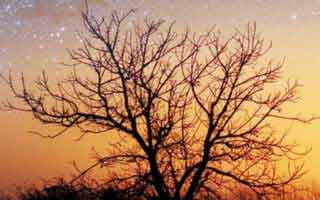 Tensor: A Breakthrough for AI, Google's Bold Play, and Our Future